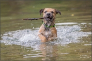 Wassershooting mit Border Terrier 