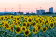 8. Rang Philipp Reibisch Urban Nature Stadt Dübendorf-1