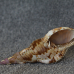 Challenge: Makro Aufnahmen (Muschel)