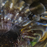 Karin Reicherter Oel