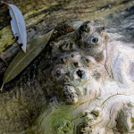 13. Rang 222 Ueli Werner-neugierig