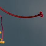 19. Rang 221 Susanne Baumberger-Stempel