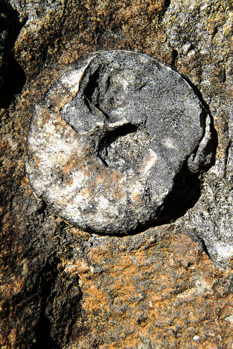 20. Rang 203 Dieter Werner-Fossil
