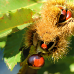 20. Rang 212 Walter Steinacher-Kastanien