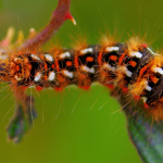 7. Rang 224 Walter Steinacher-Raupe