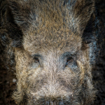 comp_1-240 Dieter Werner Kampfmodus