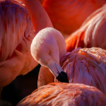 comp_2-220 Arthur Pfäffli Gefiederpflege