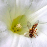 comp_4-241 Doris Hölling Dicker Fang