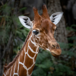 comp_5-232 Susanne Baumberger Grazie