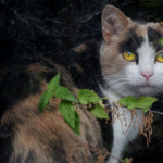 comp_5-254 Walter Steinacher Wild Katze