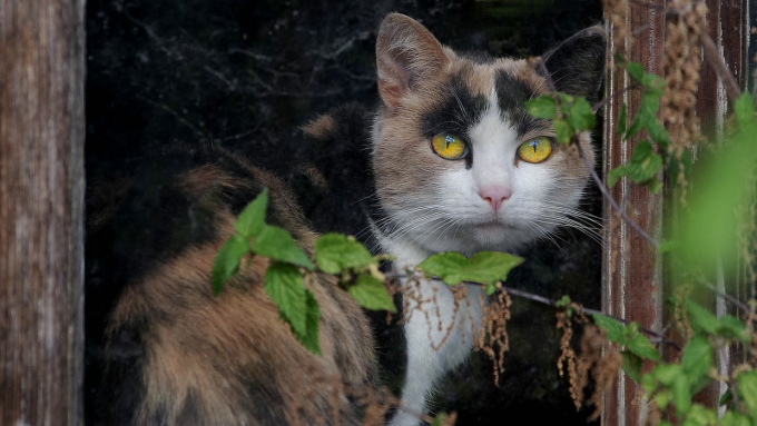 comp_5-254 Walter Steinacher Wild Katze