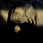 comp_8-228 Markus Kaufmann elephant im licht
