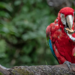 comp_8-249 Susanne Baumberger Mahlzeit