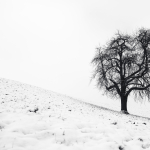 2. Rang 113 Arthur Pfäffli-der Ausladende