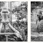 15.Rang Dieter Werner Elefant