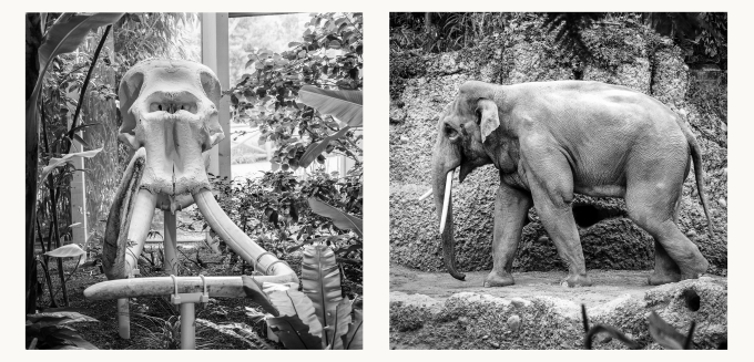 15.Rang Dieter Werner Elefant