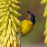 03. Rang Martin Jung Zuckervogel Aloe Vera