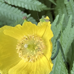 26. Rang Margrit Müller Hellgelb