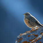 01. Rang Arthur Pfäffli Alpenbraunelle