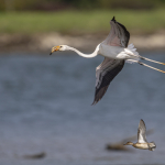 02. Rang René Rohr Wohin fliegen wir