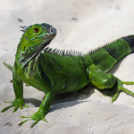 03. Rang Martin Jung Grüner Leguan