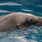 07. Rang Susanne Baumberger Seehund