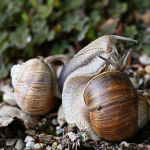 11. Rang Margrit Müller Der Kuss