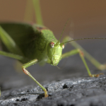 12. Rang Urs Zimmermann Sichelschrecke