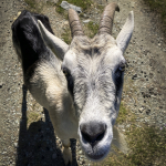 17R-116 DW. Ziegenneugier