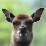 Tierpark Goldau 19.8.2017