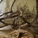 Manfred Schemmelmann 4