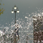 Wasser