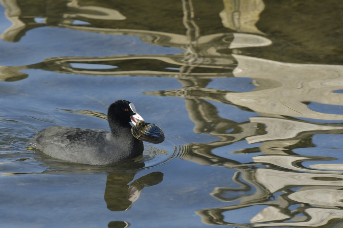 10_Greifensee