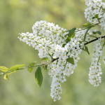 01-A-Pfäffli 1 - Blüten
