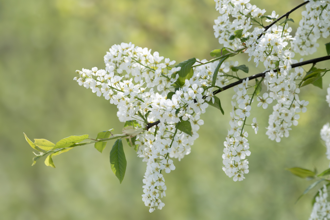 01-A-Pfäffli 1 - Blüten