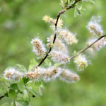 10-M-Müller-Frühling 2