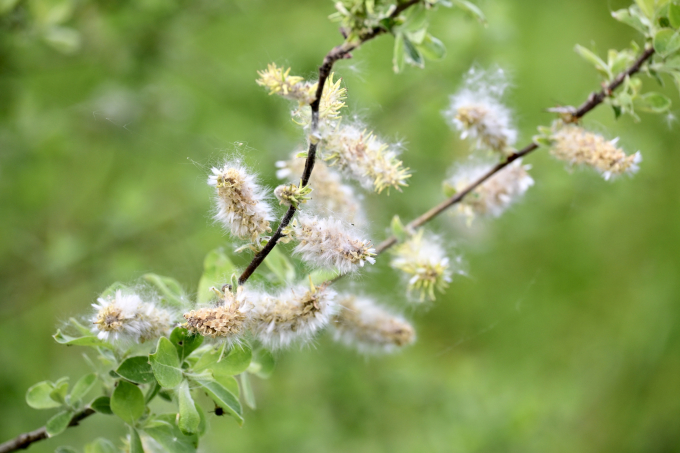 10-M-Müller-Frühling 2