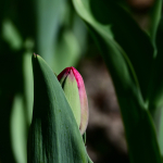 16-M-Müller-Frühling 3