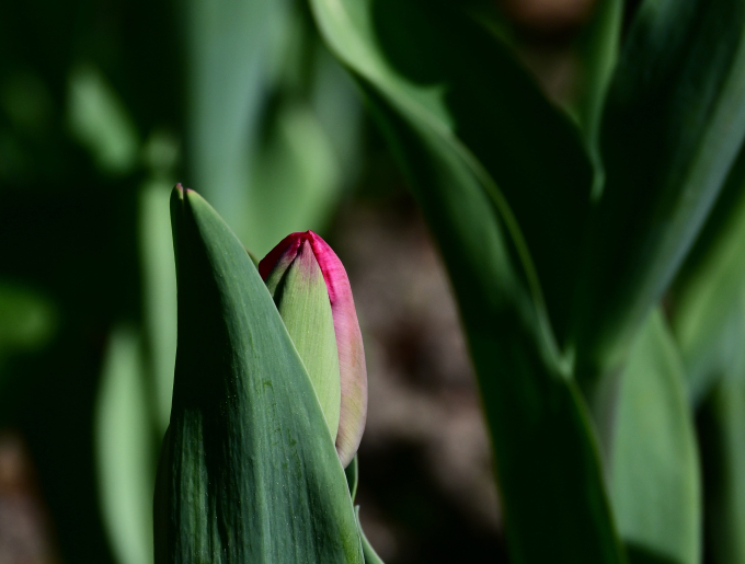 16-M-Müller-Frühling 3