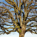 Ueli Werner, Bild-1, Wildwuchs