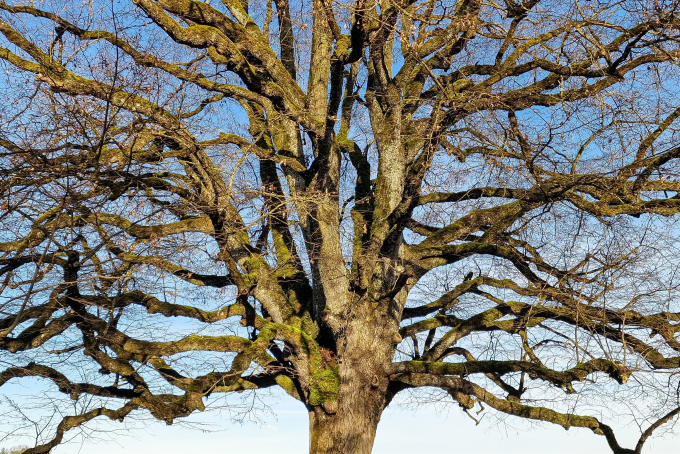 Ueli Werner, Bild-1, Wildwuchs