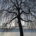 Urs Zimmermann, Bild-1