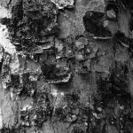 Arthur Pfäffli, Bild-2