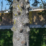 Kurt Wunderlin, Bild-2