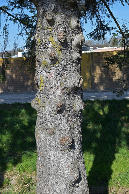 Kurt Wunderlin, Bild-2