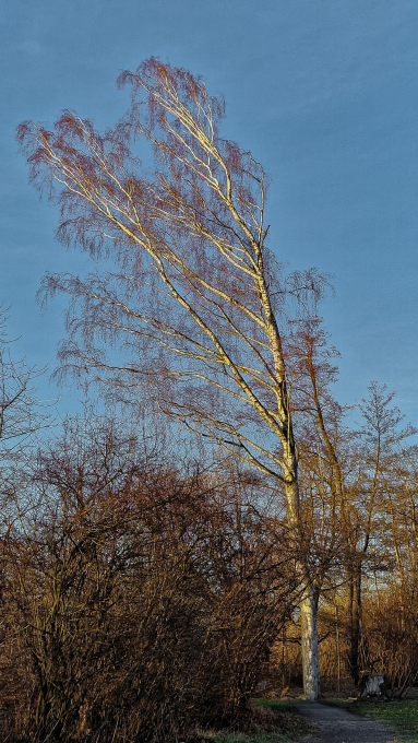 Ueli Werner; Bild-2, vom Winde verweht