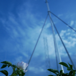 AK Claudia Frei letzte Rose-1